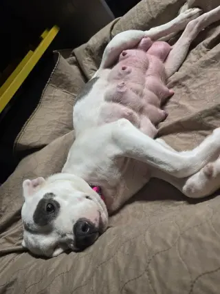 SOPHIE