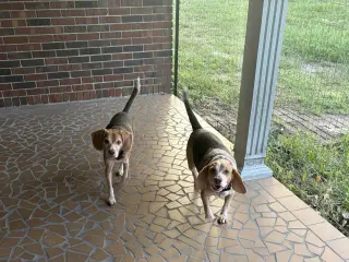 Angus and Rosie