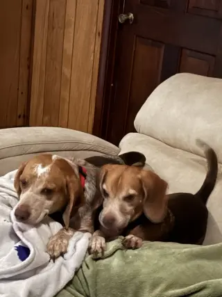 Angus and Rosie