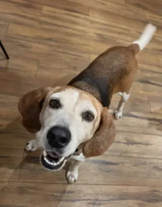 Mabel CL