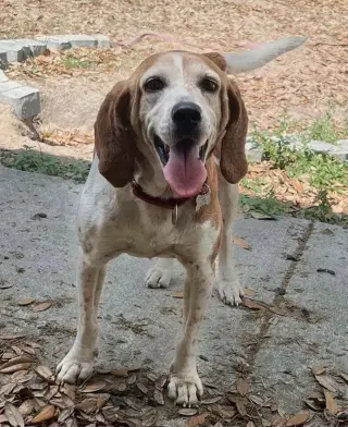 Mabel CL