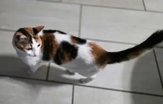 Miki