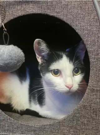 Tom