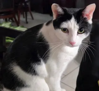 Tom