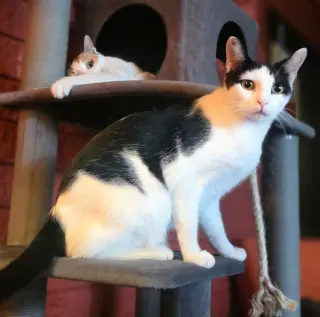 Tom