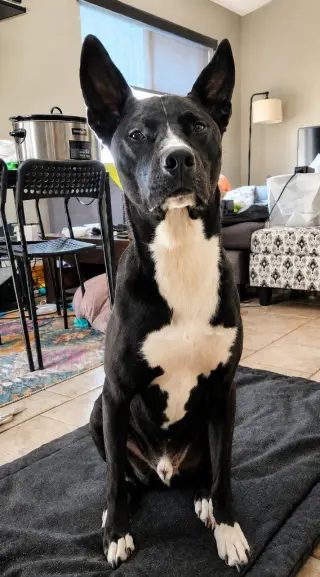 Hari - Courtesy Post Adopt Me!