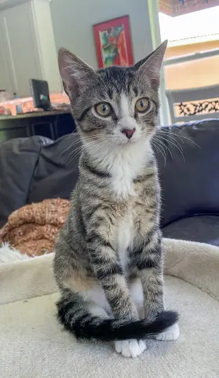 Huey