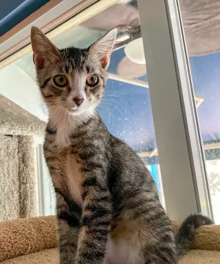 Huey