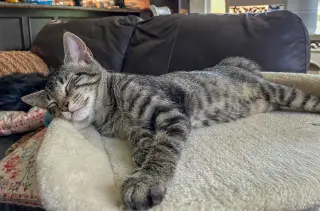 Louie