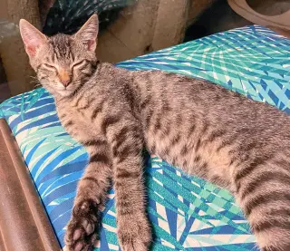 Louie