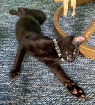 Dewey