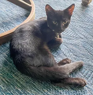 Dewey