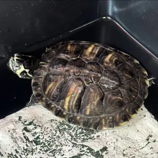 Hermalinda