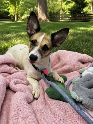 Iris