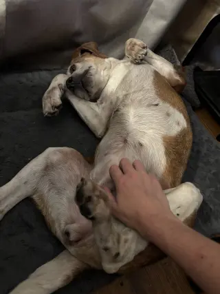 Mabel Joy
