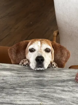 Mabel Joy