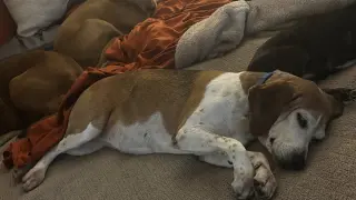 Mabel Joy