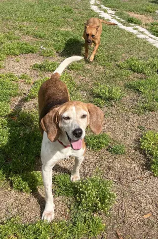 Mabel Joy