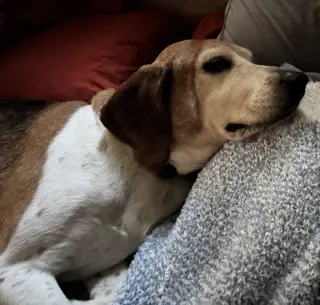 Mabel Joy