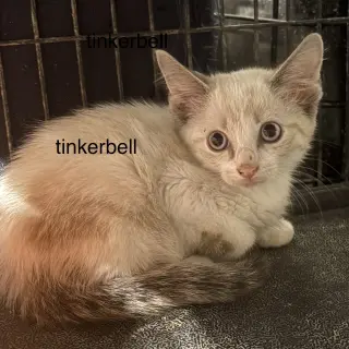 tinkerbell  ( th)