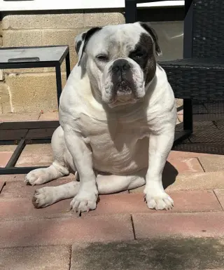 Chunk COURTESY POST