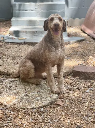 ROLO