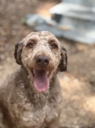 ROLO