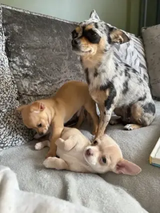 Chihuahua miniatura