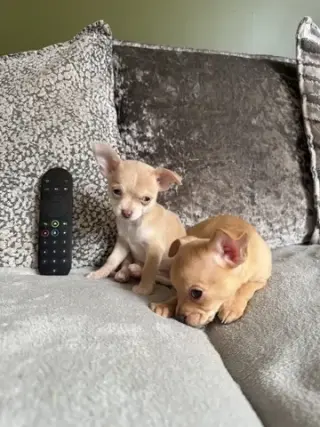 Chihuahua miniatura