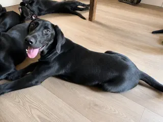 Archie, Dawson, Huxley & Bowen