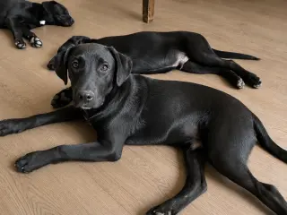 Archie, Dawson, Huxley & Bowen