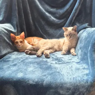 A pair called Low Temp & Pink Champagne
