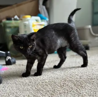 Panther