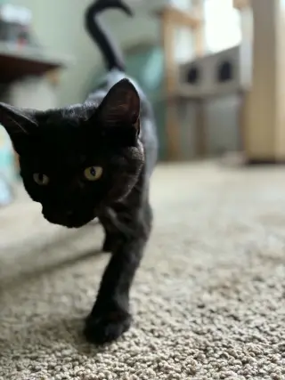 Panther