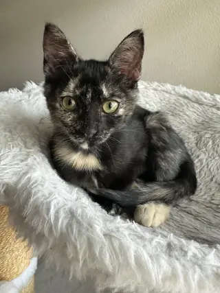 Mocha