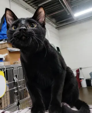 Kitten Oakley