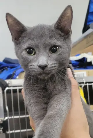 Kitten Quay