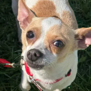 Lilly