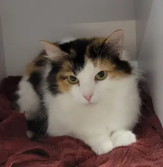 Anni