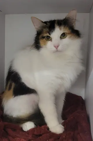Anni
