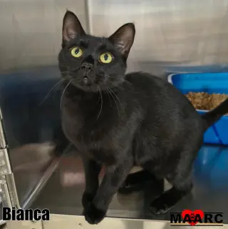 Bianca