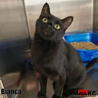 Bianca