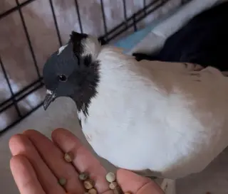 Dust Bunny