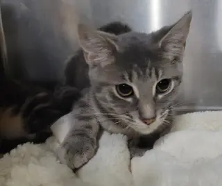 Kitten Gym Socks