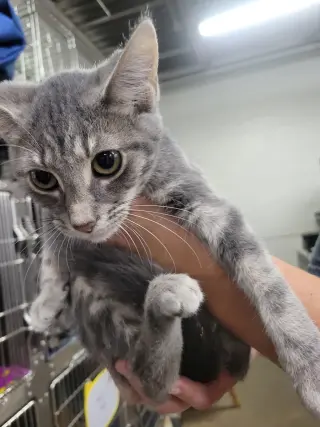 Kitten Gym Socks
