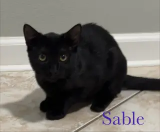 Sable