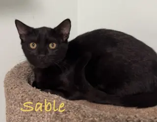 Sable