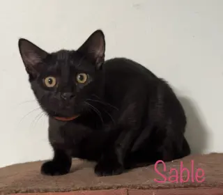 Sable