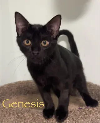 Genesis