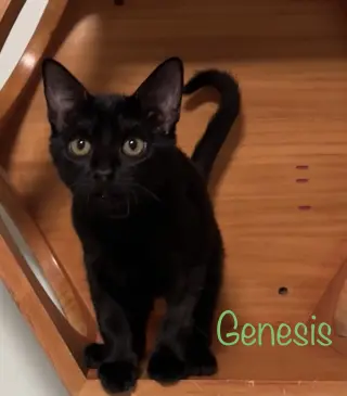 Genesis